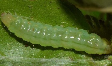 palpita-vitrealis-larva-1-1