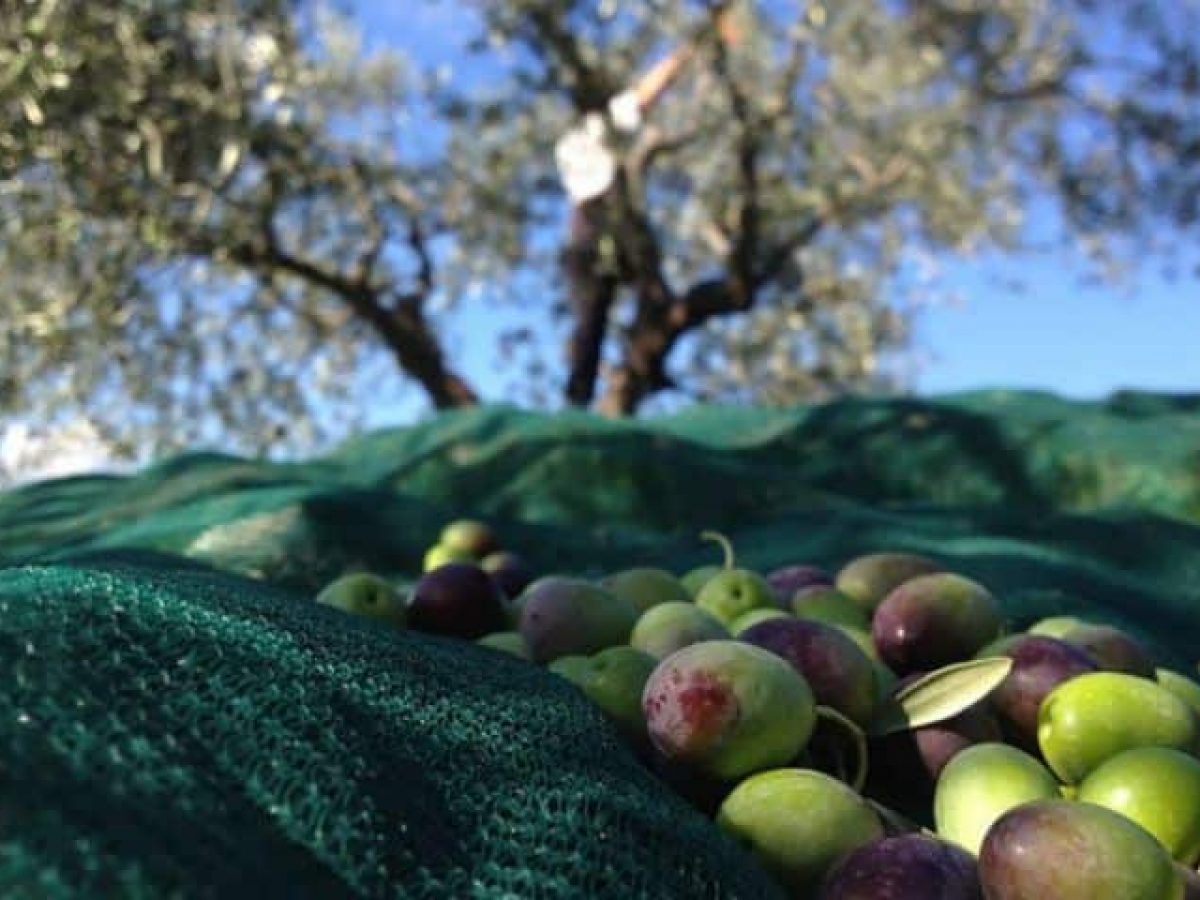 Consigli e curiosità sulla raccolta delle olive | Lisotti Group